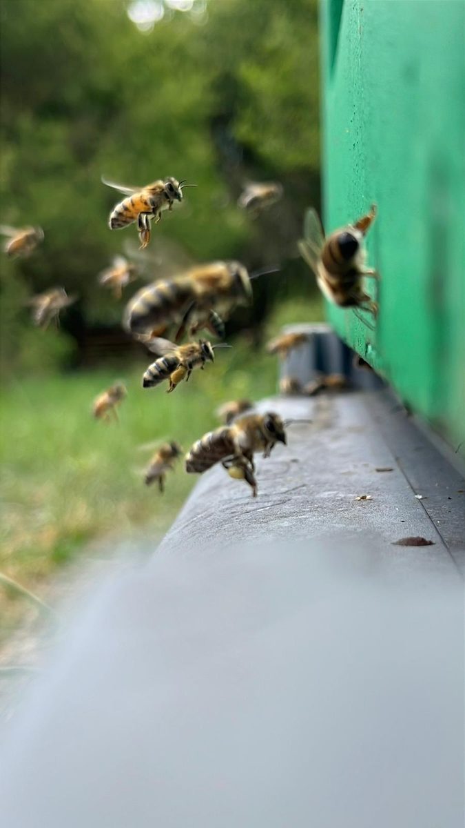 Api che rientrano all'alveare Florabella in volo