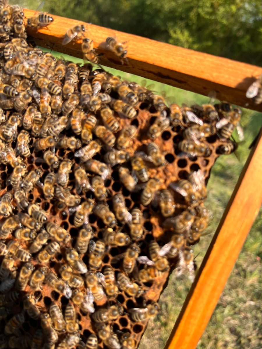 Telaio di favo coperto di api della Wielkopolska all'apiario Florabella