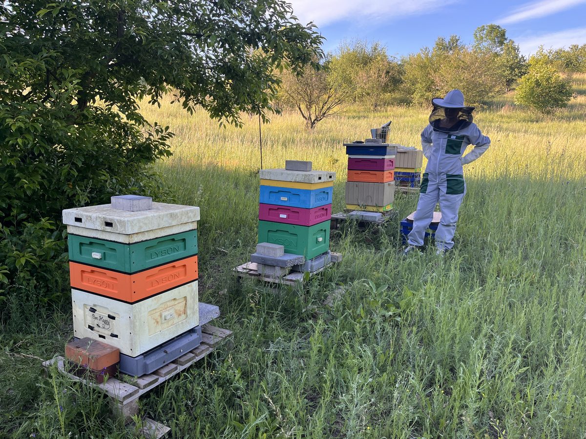 Alessandro surveying the three Florabella hives in the summer meadow of Koziegłowy