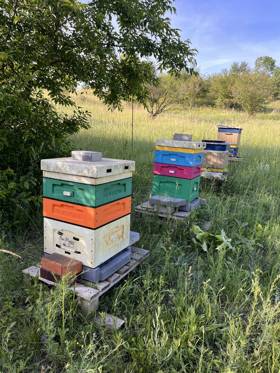 The Florabella hives in summer — three Lyson hives in the wildflower meadow of Koziegłowy