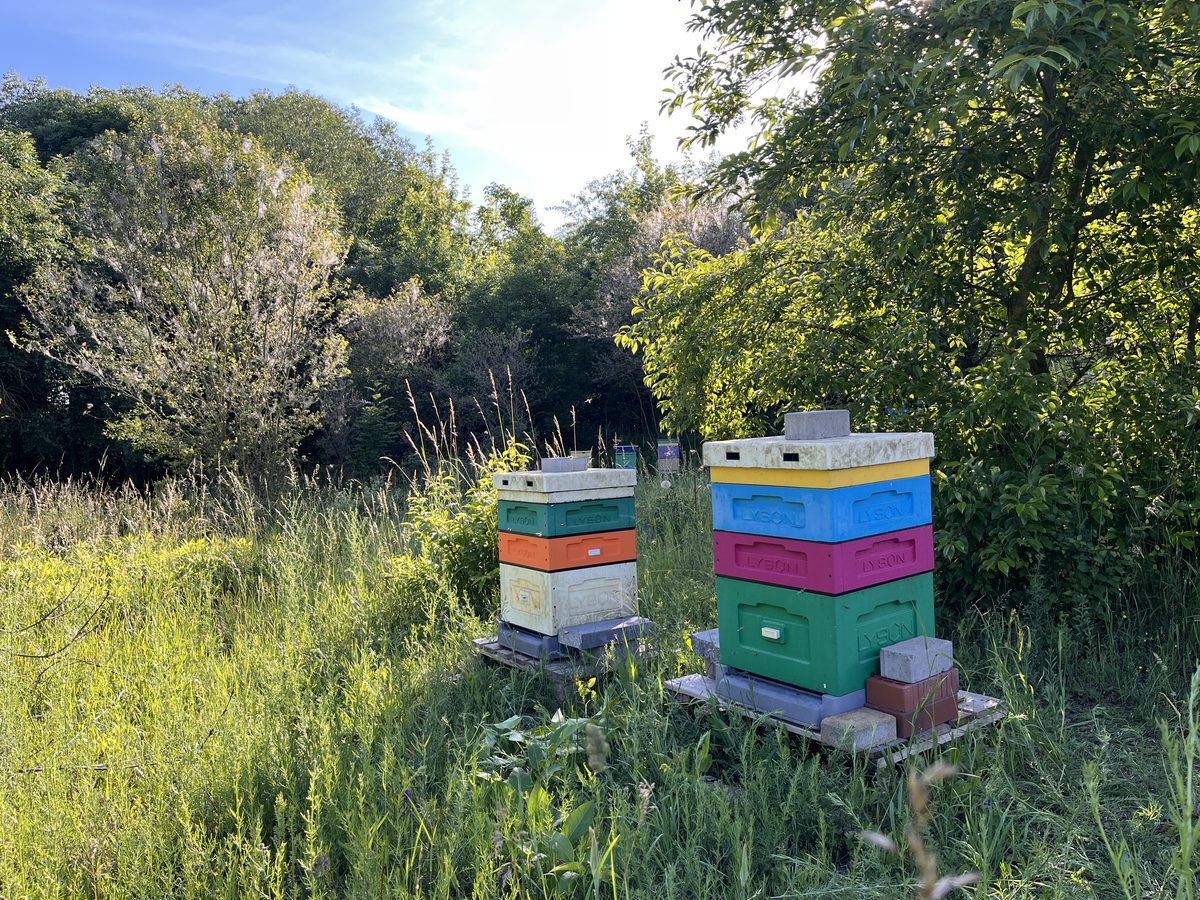Two Florabella hives surrounded by tall grass and wildflowers at golden hour