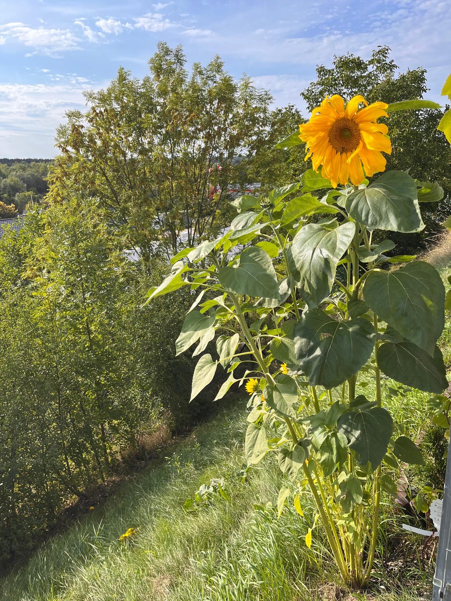 Il girasole nel giardino di Koziegłowy dove è nata la storia di Florabella